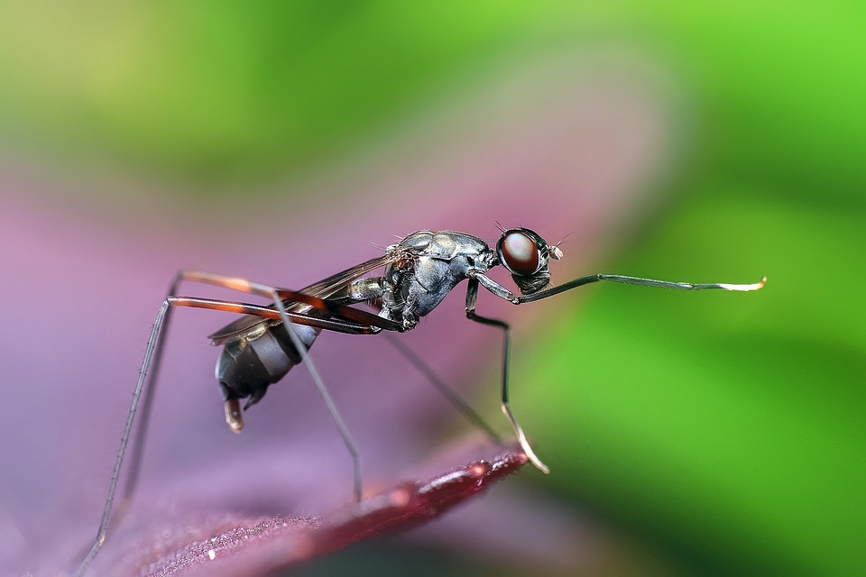 an single ant on a leaf